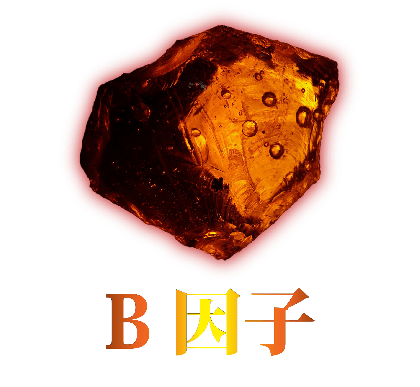 B因子